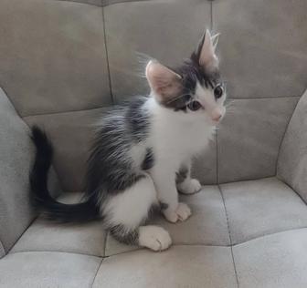 Отдам котенка девочка