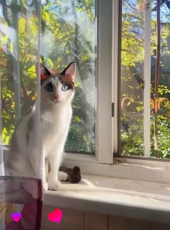 Кошка