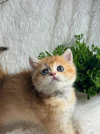 Британские золотые шиншиллы