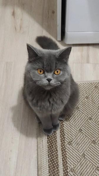 Отдам кошечку бесплатно