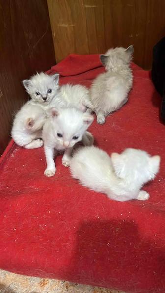 отдам 4 котят в добрые руки в ответственные руки