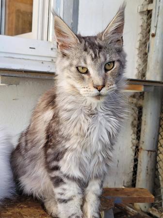 ПРОДАЮТСЯ Котики породы Мейн-Кун из питомника