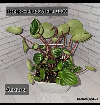 Портулакария арфа вариегатная