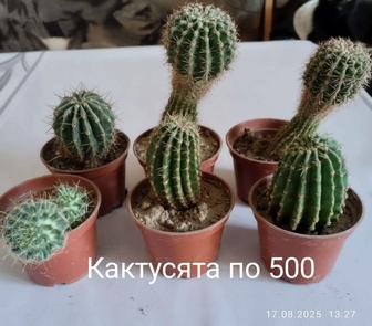 Разные комнатны цветы