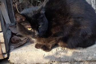 Отдам черную кошку в добрые руки