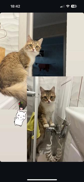 Отдам кота в добрые руки