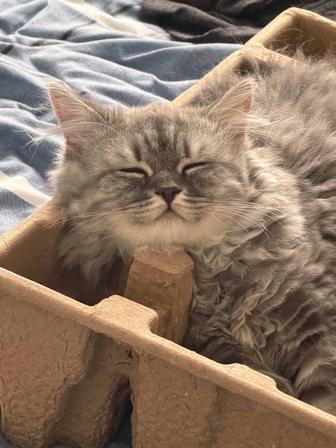 Котенок шотландка