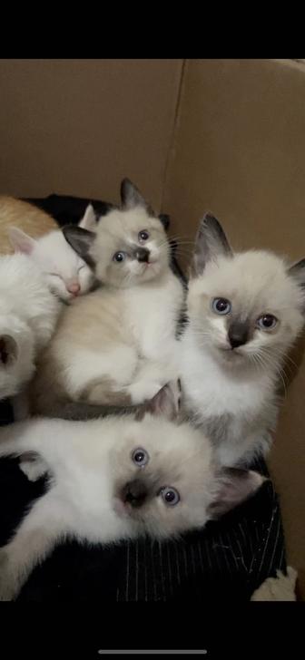Срочно отдам сладких котят