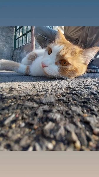 Потерялся кот