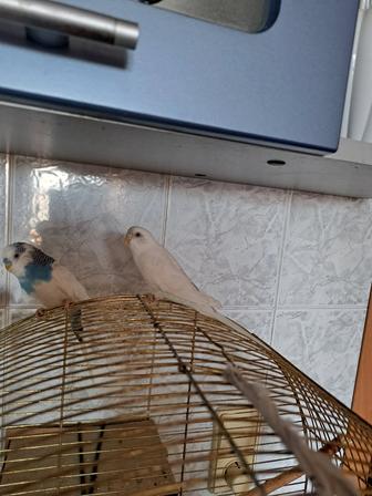 Волнистые попугайчики