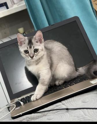 кошка