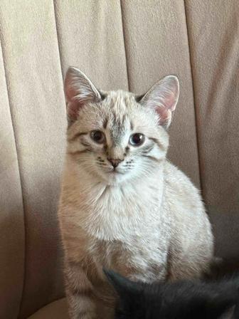 Отдам котенка в добрые руки