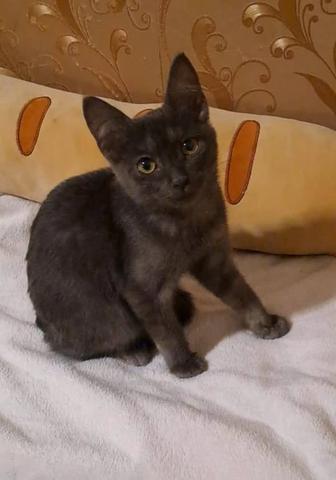 Котенок в добрые руки