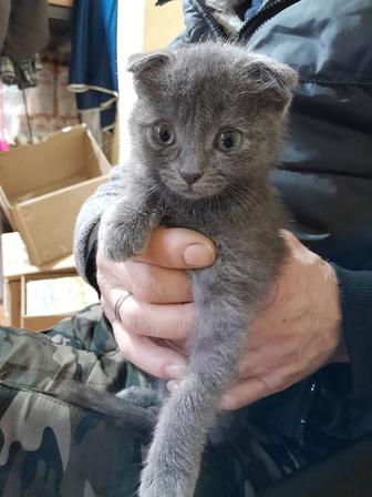 Отдам котенка в добрые руки