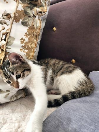 Отдам доброму человеку котенка