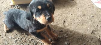 Щенки ротвейлера