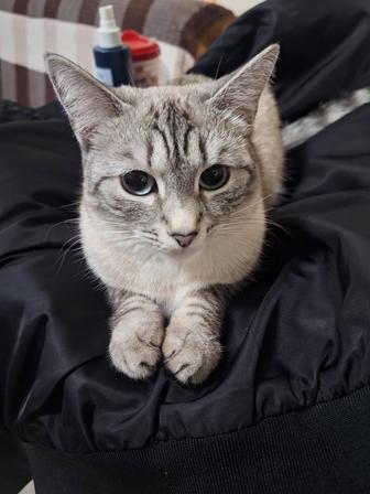 Отдаю кошку