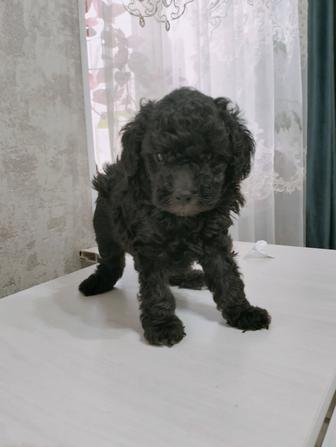 Собачка радость