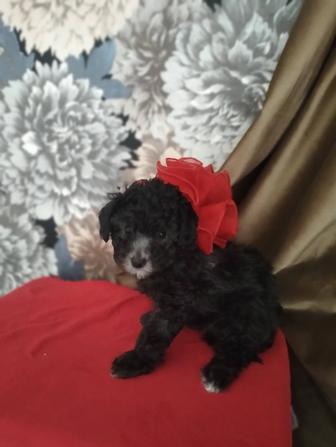 Собачка радость