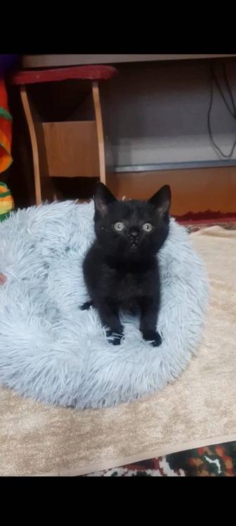 Котенок Мишка