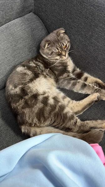 Кот в добрые руки