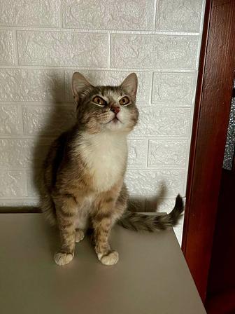 Добрая кошка ищет дом