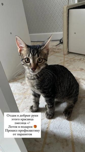 Котенок