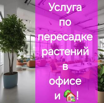 Предлагаю услугу по пересадке комнатных растений в офисе, дома, кафе и др