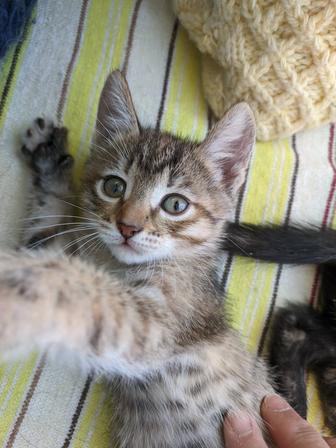 Котики в поисках дома