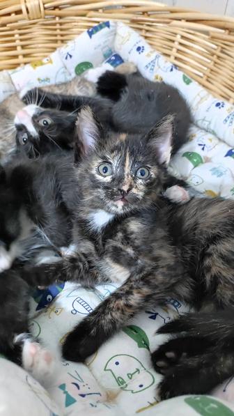 Котики в поисках дома