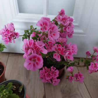 Комнатные цветы