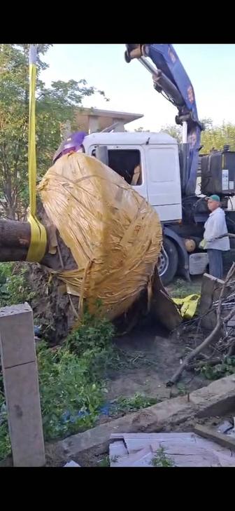 Посадка и пересадка деревьев спил деревьев обрезка Стрижка деревьев