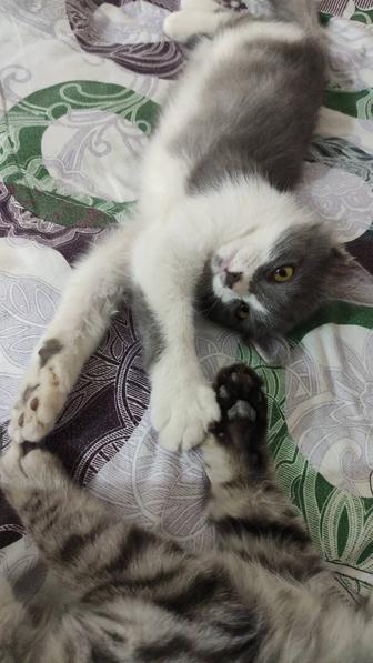 Котят