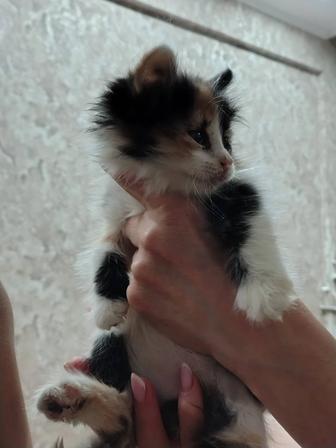 Маленький котенок в добрые руки