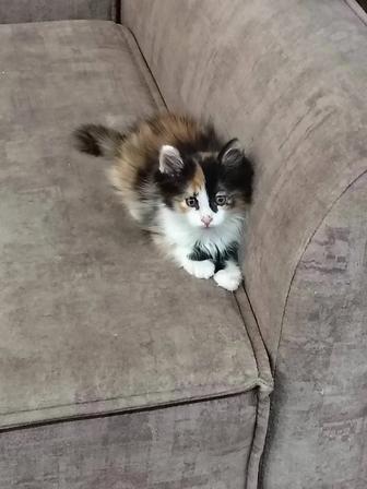 Маленький котенок в добрые руки
