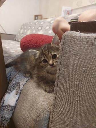 Отдам котят, 1 рыжий мальчик, 1 девочка, метисы