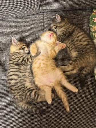 Отдам котят, 3 рыжих мальчика, 2 цветочка девочки, метисы