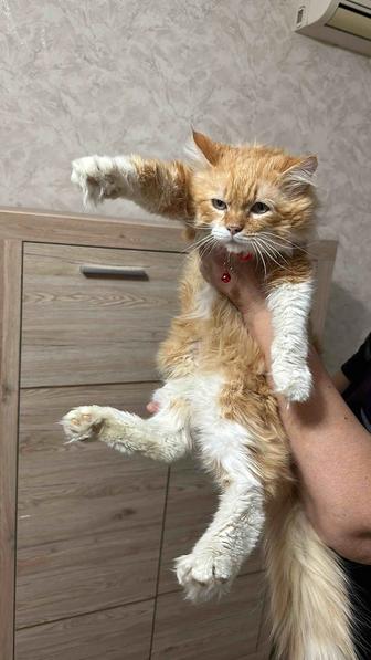 Котик ищет дом!!! Срочно