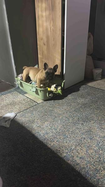 Продам француского бульдога