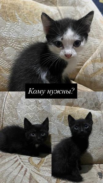 Отдам котят