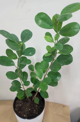 фикус Миллионерша.