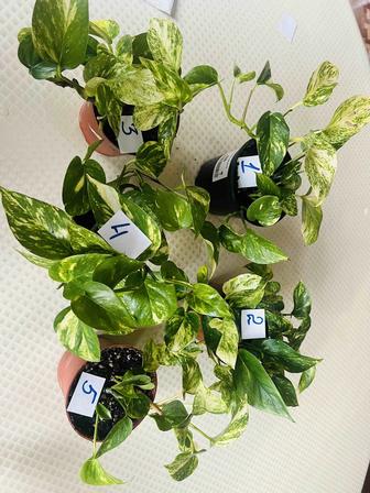 Комнатные цветы