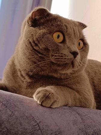 Отдам кота в хорошие руки