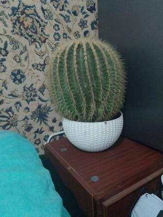 Большой кактус высота 40 смШирина 35см примерно