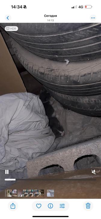 Котята