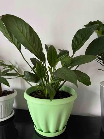 Женское счастье