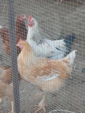 Продам петухов