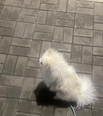 Померанский шпиц