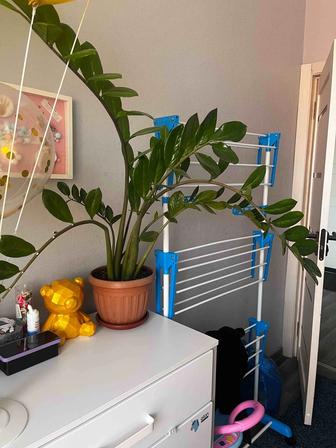 долларовое дерево