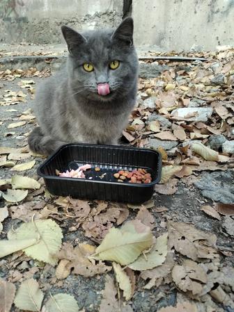 Котятам-подросткам нужен дом!